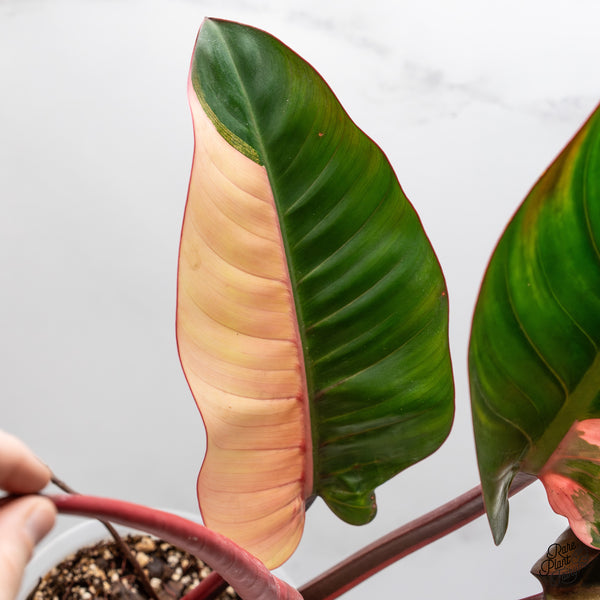 Philodendron 'Red Congo' Variegated (wk45-L) *XL*