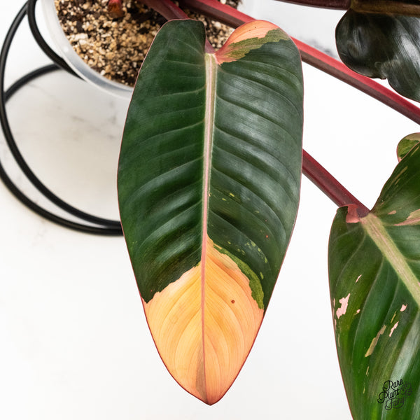 Philodendron 'Red Congo' Variegated (wk45-L) *XL*