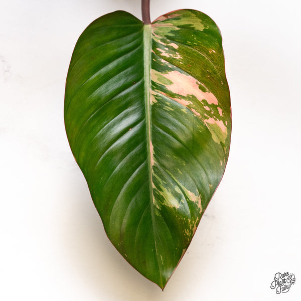 Philodendron 'Red Congo' Variegated (wk49-UE)