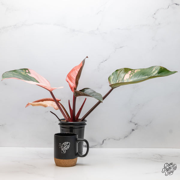 Philodendron 'Red Congo' Variegated (wk49-UE)