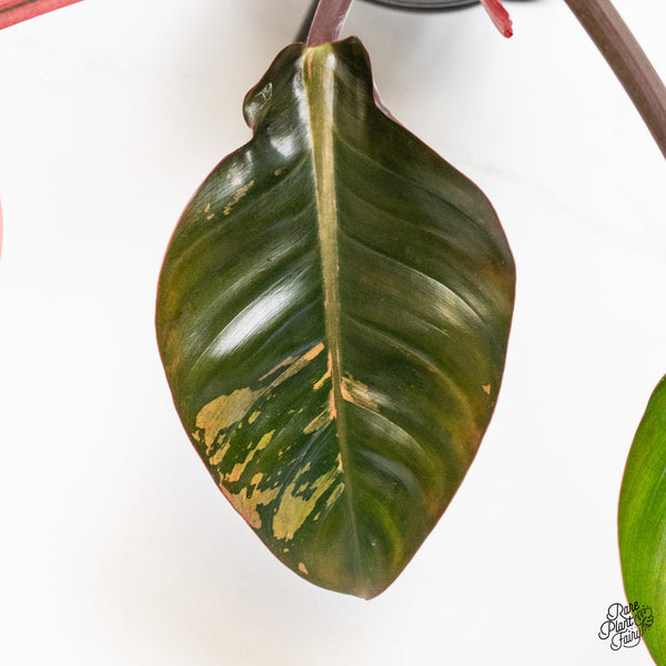 Philodendron 'Red Congo' Variegated (wk49-UE)