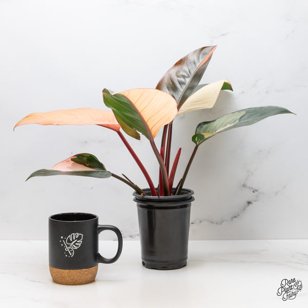 Philodendron 'Red Congo' Variegated (wk51-UJ)