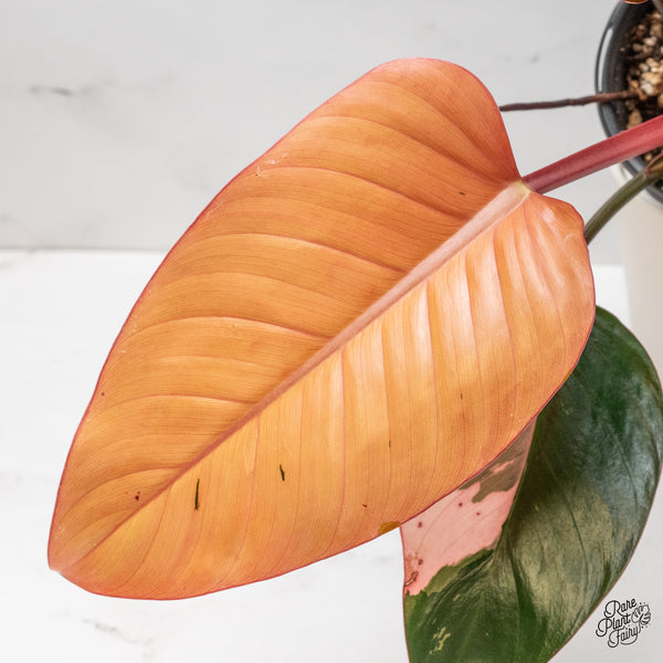 Philodendron 'Red Congo' Variegated (wk51-UJ)