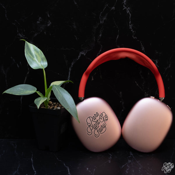 Philodendron 'Silver Sword' variegated *Grower's Choice*