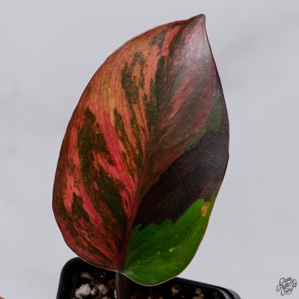Philodendron Erubescens 'Skittles' ('White Knight Quadricolor') (wk33-U)