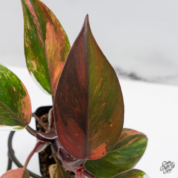 Philodendron Erubescens 'Skittles' ('White Knight Quadricolor') (wk49-UH)