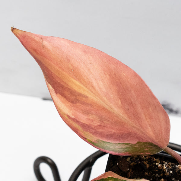 Philodendron Erubescens 'Skittles' ('White Knight Quadricolor') (wk49-UH)