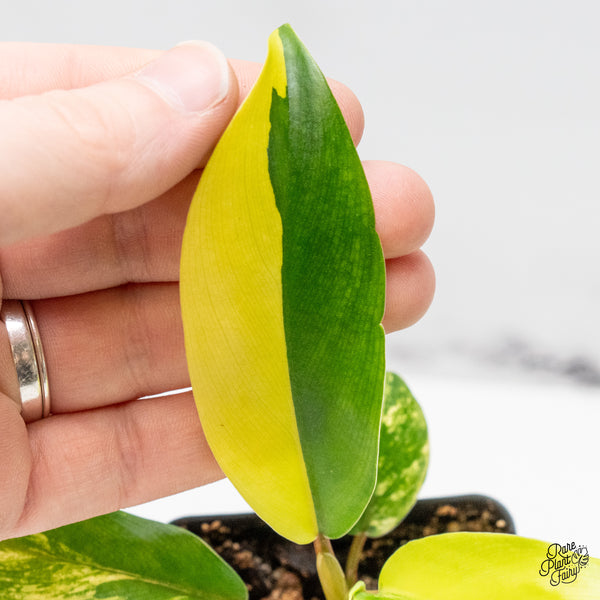 Philodendron 'Thai Sunrise' Variegated (wk50-G)