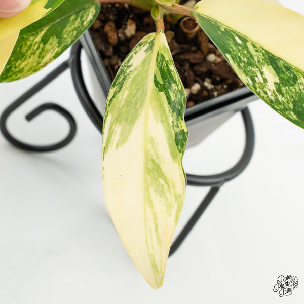 Philodendron 'Thai Sunrise' Variegated (wk6-D)