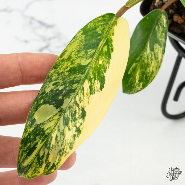 Philodendron 'Thai Sunrise' Variegated (wk6-D)