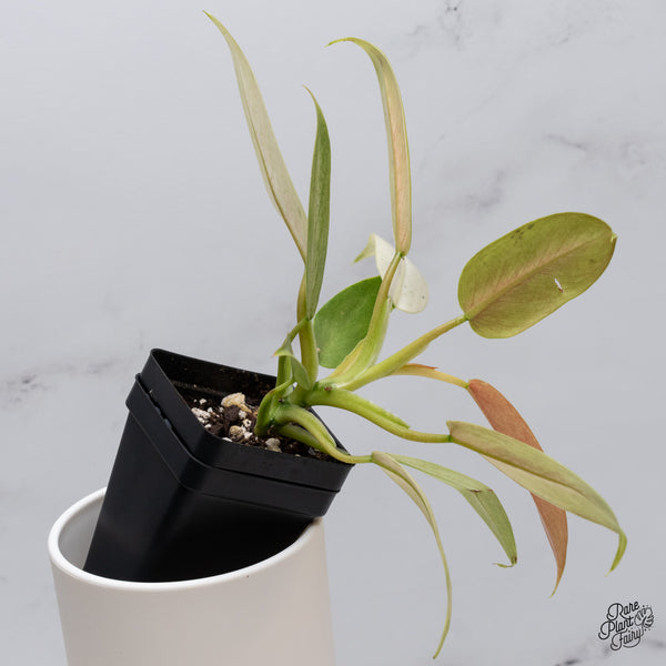 Philodendron 'Whipple Way' (wk35-B)