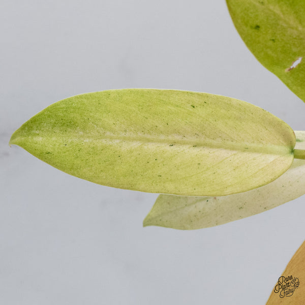 Philodendron 'Whipple Way' (wk35-B)