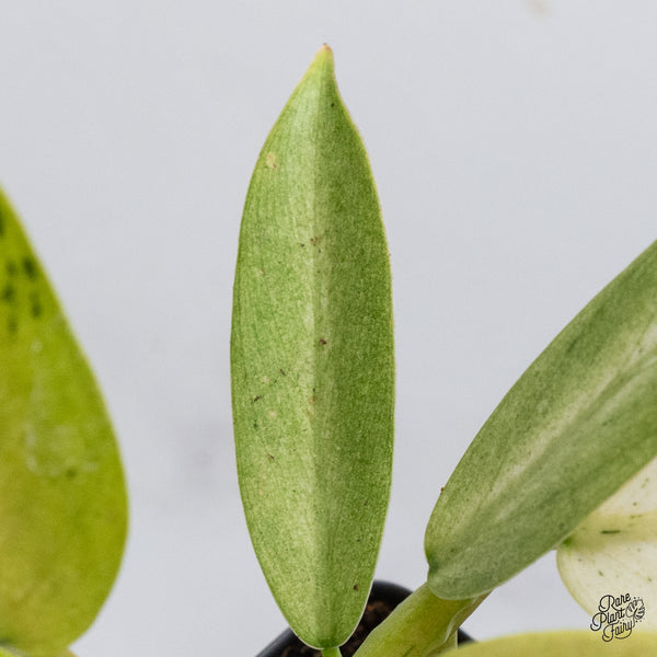 Philodendron 'Whipple Way' (wk35-B)