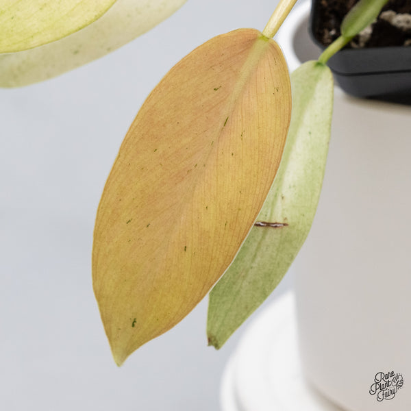 Philodendron 'Whipple Way' (wk35-B)