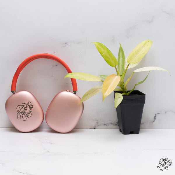 Philodendron 'Whipple Way' (wk35-B)