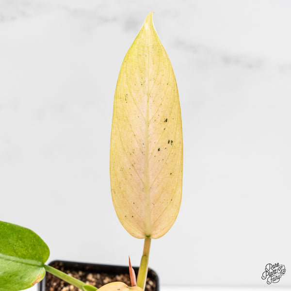 Philodendron 'Whipple Way' (wk5-C)