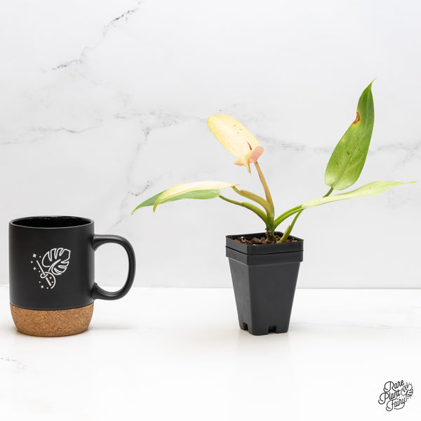 Philodendron 'Whipple Way' (wk5-C)