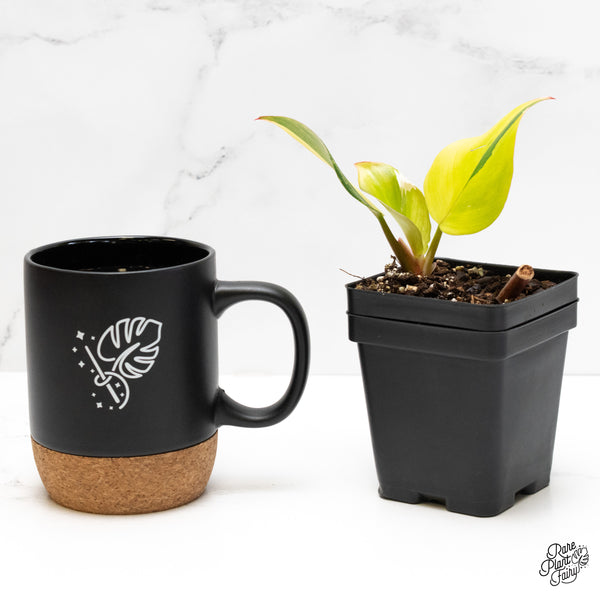 Philodendron Erubescens 'White Knight Aurea' (wk5-UH)