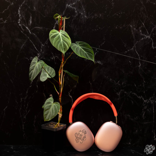 Philodendron sp. 'El Choco Red' *Growers choice*