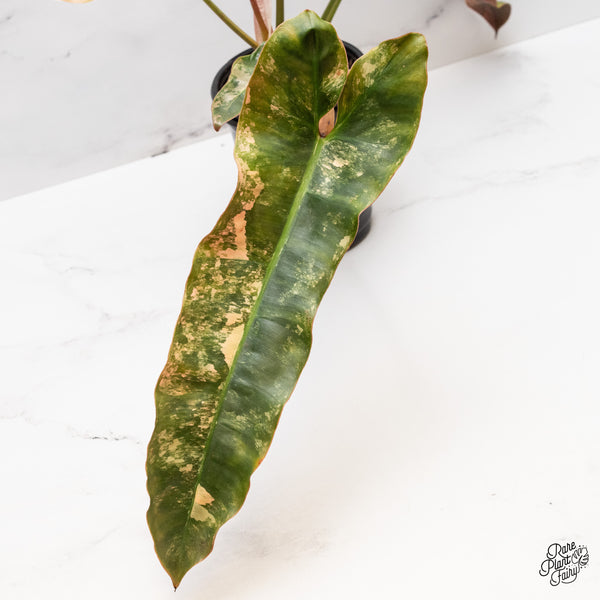 Philodendron Atabapoense Pink Variegated (wk46-Q)