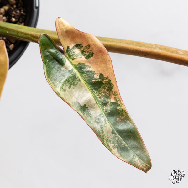 Philodendron Atabapoense Pink Variegated (wk46-Q)