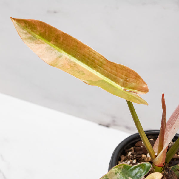 Philodendron Atabapoense Pink Variegated (wk46-Q)