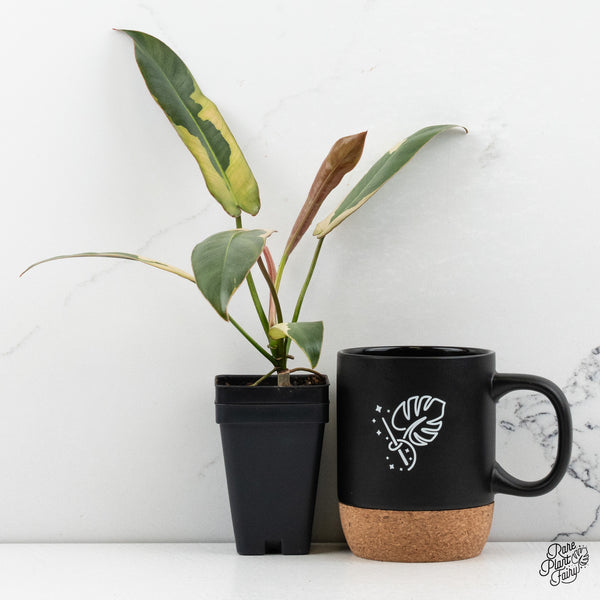 Philodendron Atabapoense Variegated (wk48-E)