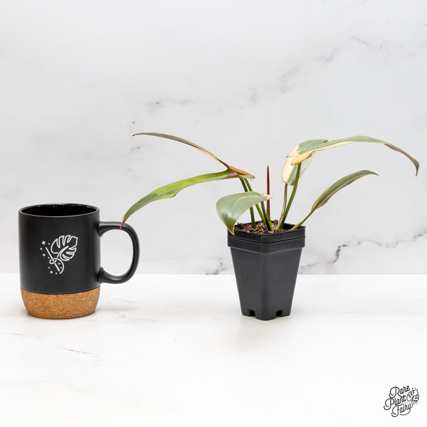 Philodendron Atabapoense Variegated (wk50-H)