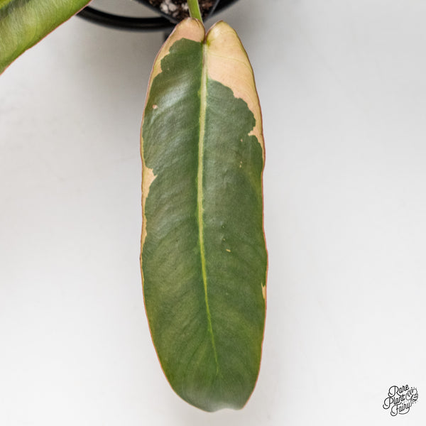 Philodendron Atabapoense Variegated (wk50-H)