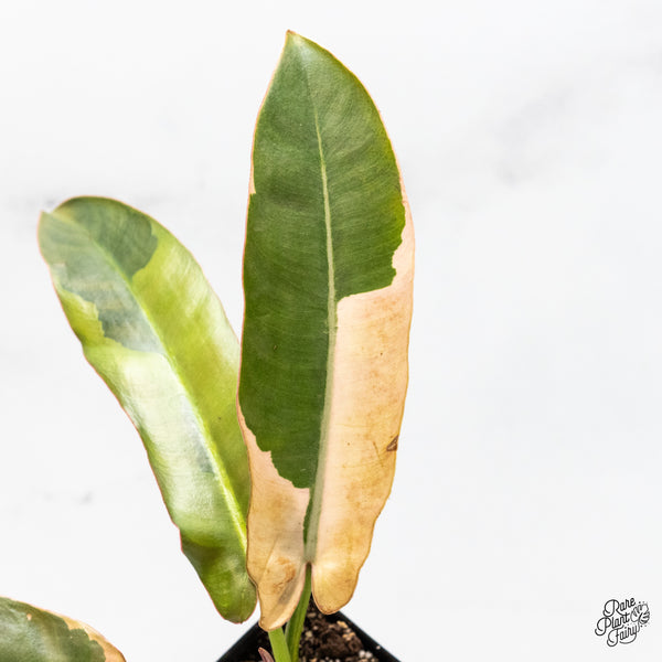 Philodendron Atabapoense Variegated (wk50-H)
