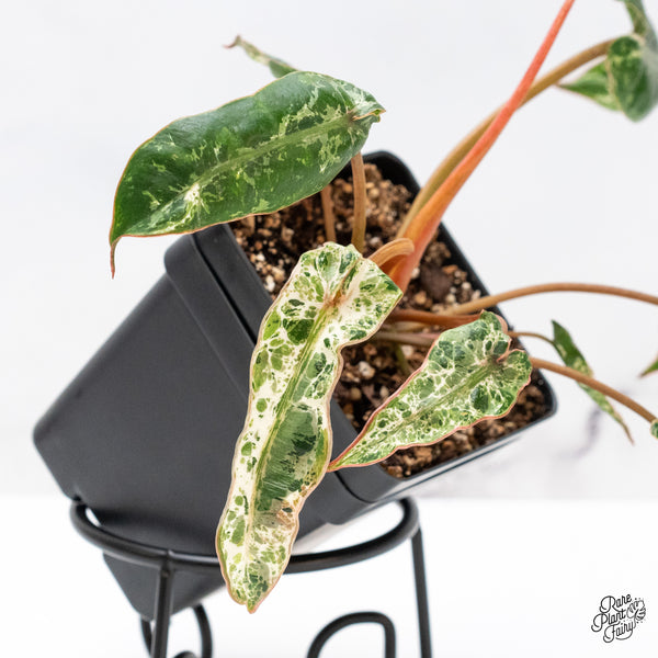 Philodendron 'Billietiae' Albo Variegated (wk46-H)