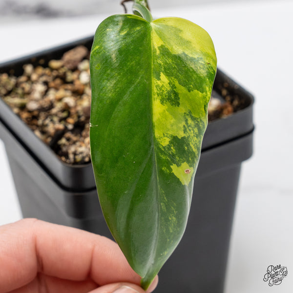 Philodendron Bipennifolium Variegated 'Violin' (aka Horse Head Philo) (wk45-AA)