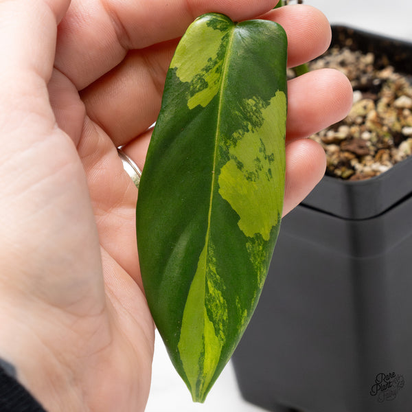 Philodendron Bipennifolium Variegated 'Violin' (aka Horse Head Philo) (wk45-AA)