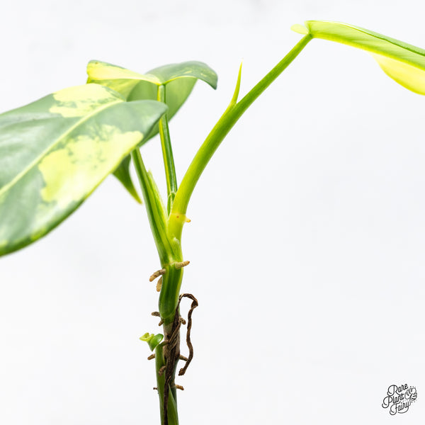 Philodendron Bipennifolium Variegated 'Violin' (aka Horse Head Philo) (wk45-AA)