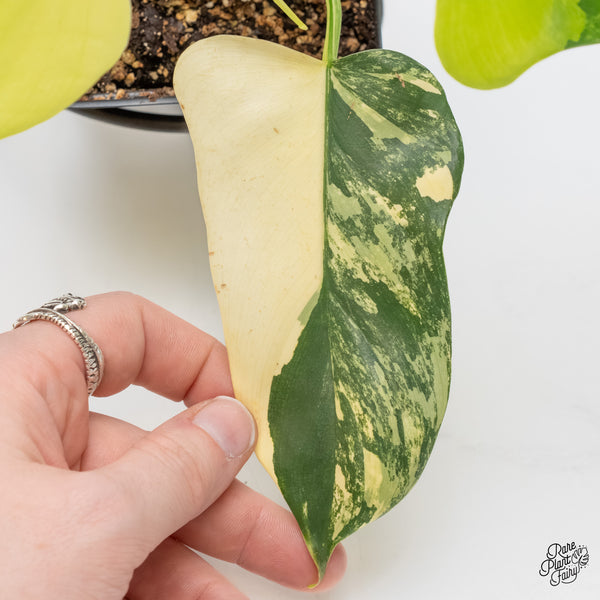 Philodendron Bipennifolium 'Violin' Variegated (aka Horse Head) (wk6-G)