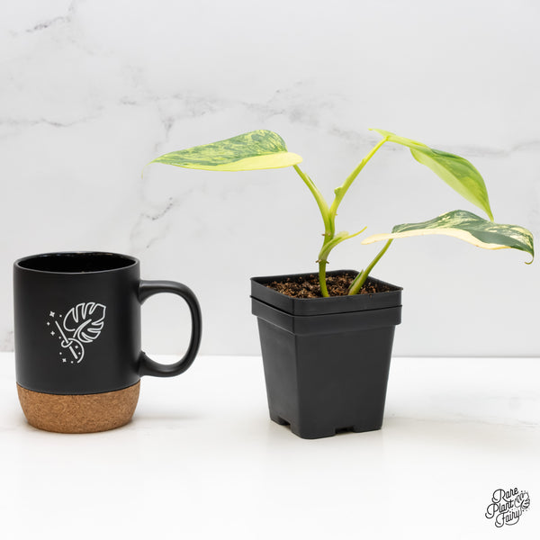 Philodendron Bipennifolium 'Violin' Variegated (aka Horse Head) (wk6-G)