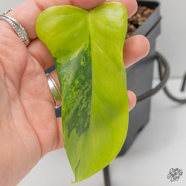 Philodendron Bipennifolium 'Violin' Variegated (aka Horse Head) (wk6-G)