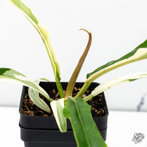 Philodendron 'Tortum' Albo Variegated (wk46-B)