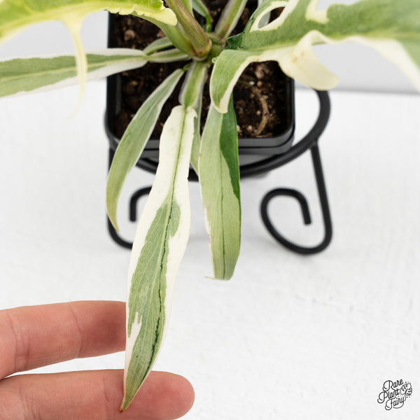 Philodendron Bipinnatifidum 'Tortum' Albo Variegated (wk47-C)