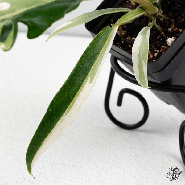 Philodendron Bipinnatifidum 'Tortum' Albo Variegated (wk48-N)