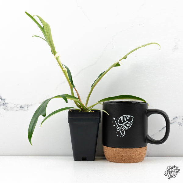 Philodendron Bipinnatifidum 'Tortum' Albo Variegated (wk48-N)