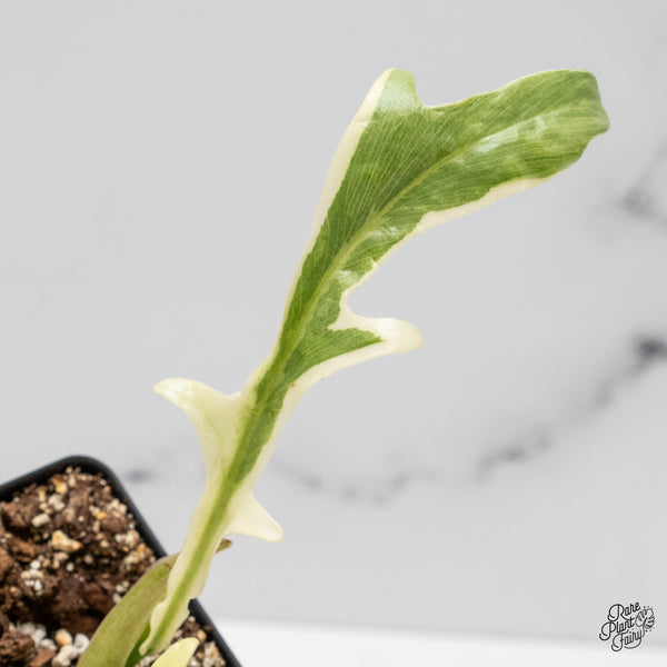 Philodendron Bipinnatifidum 'Tortum' Albo Variegated (wk51-K)