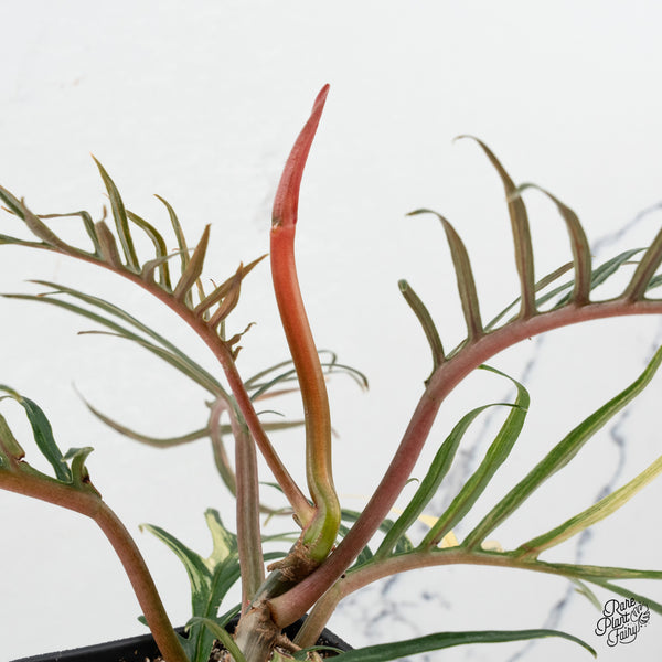 Philodendron Bipinnatifidum 'Tortum' Aurea Variegated (wk50-J)