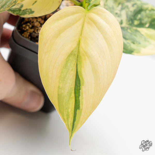 Philodendron Brandtianum Variegated (wk50-C)