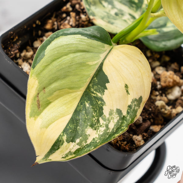 Philodendron Brandtianum Variegated (wk50-C)