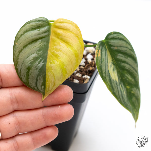 Philodendron Brandtianum Variegated (wk45-D)