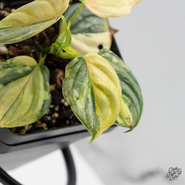 Philodendron Brandtianum Variegated (wk49-M)