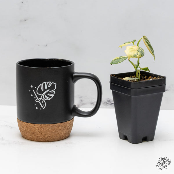 Philodendron Brandtianum Variegated (wk49-M)