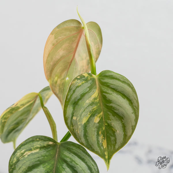 Philodendron Brandtianum Variegated (wk52-F)