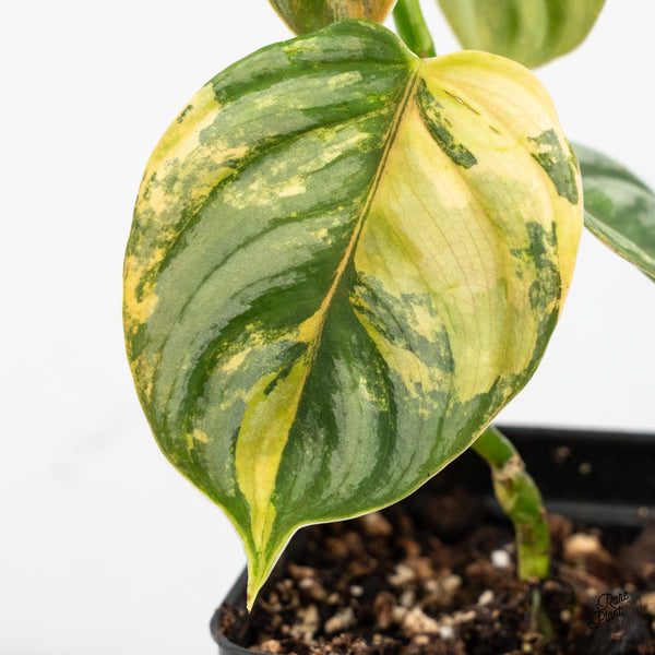 Philodendron Brandtianum Variegated (wk52-F)